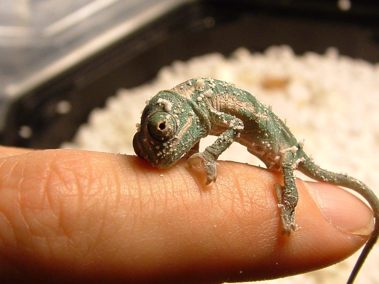 Get that Perlite out of My Eyes!