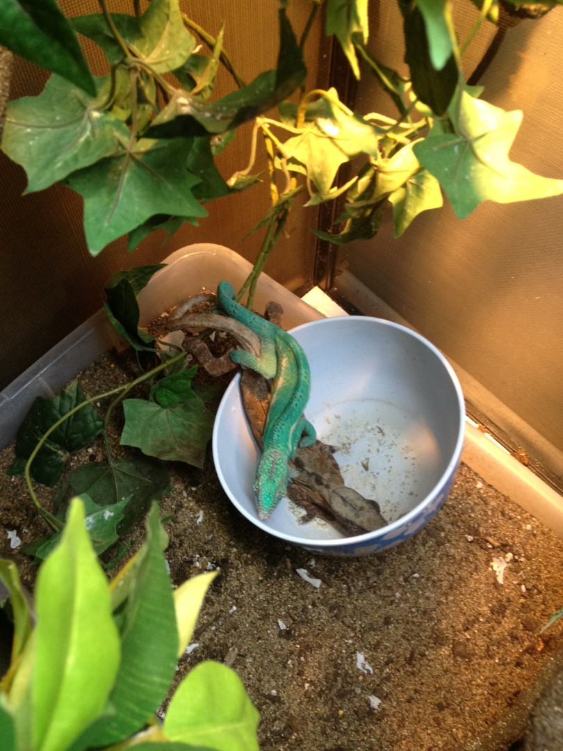 Gettin Jiggy With It In The Food Dish!! Lol