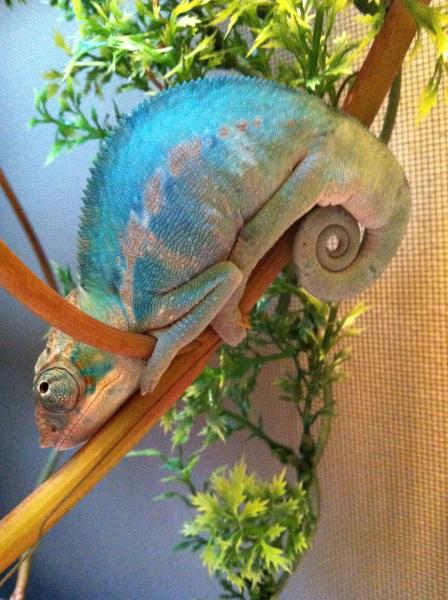 getting ready for bed.