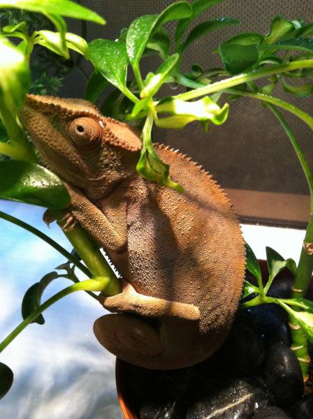 getting ready for sleep in her tree :)