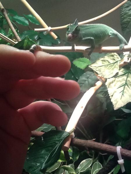 Getting ready to launch...