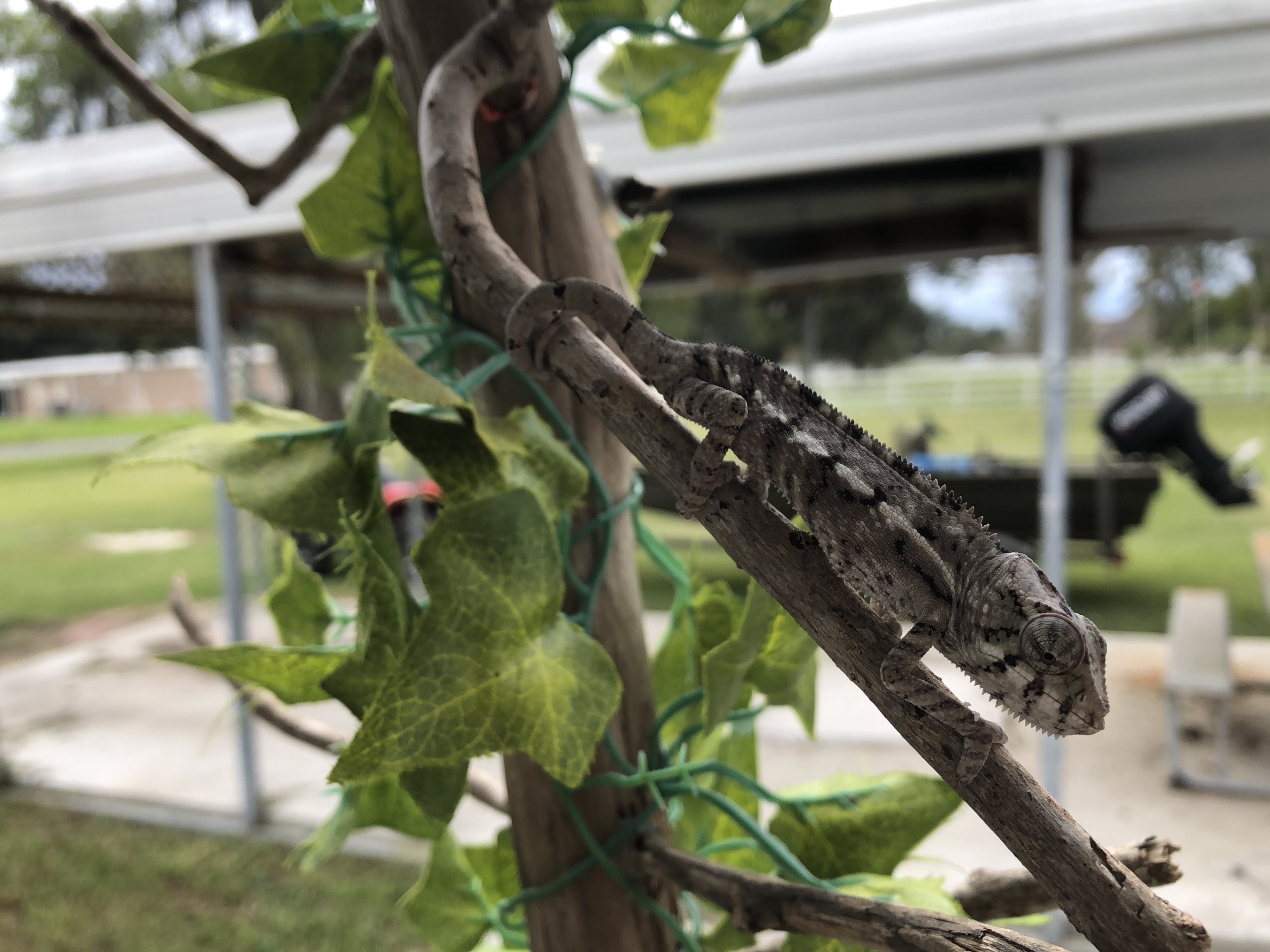 Getting some of that good south Louisiana sunshine 10/22/18.