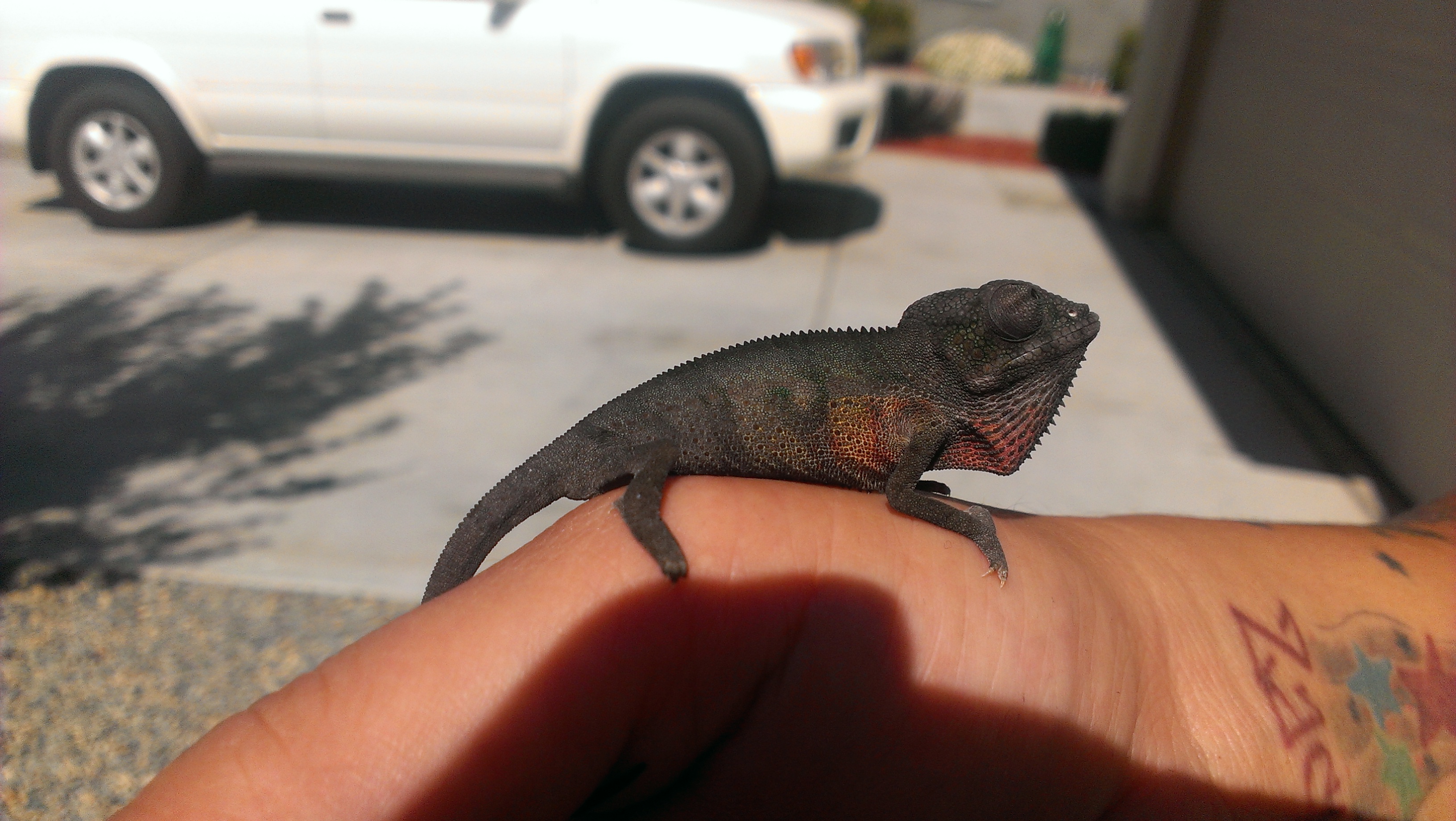 Getting Some Sun. :-d