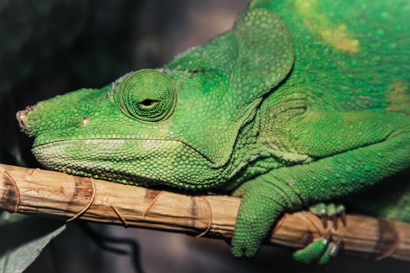 Getting Tucked In For The Night!