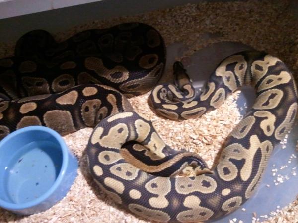 Ghost X het ghost.......bow wicka wowwow
