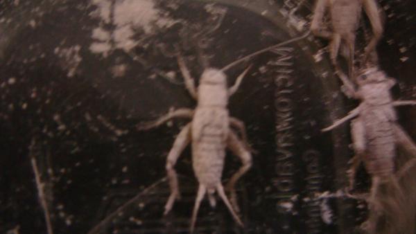 "Ghosted" cricket.  Way too much powder.