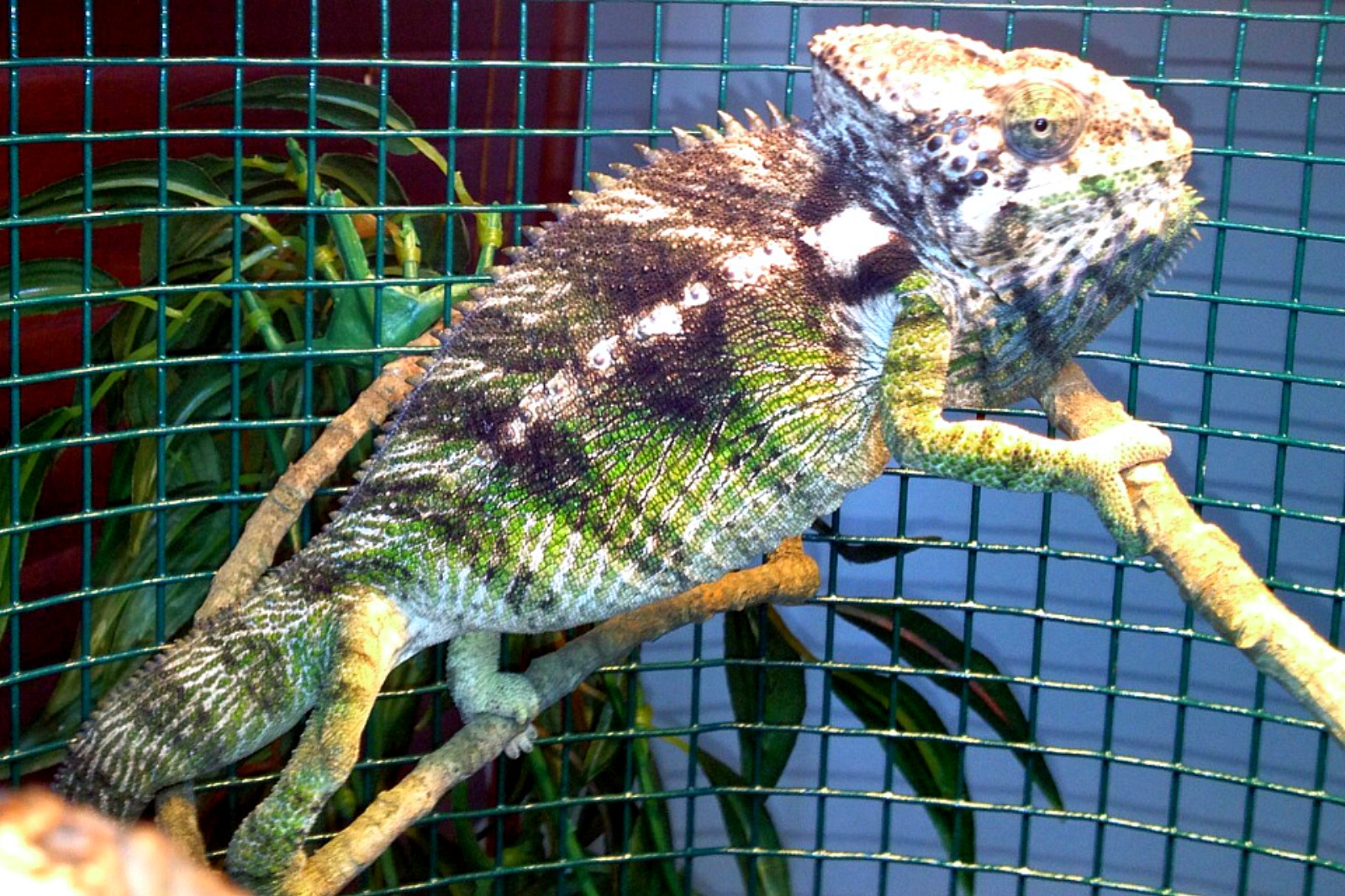 Giant Spiny Chameleon