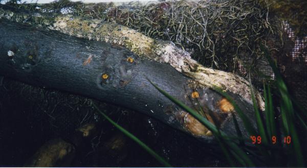 giant Uroplatus spp.