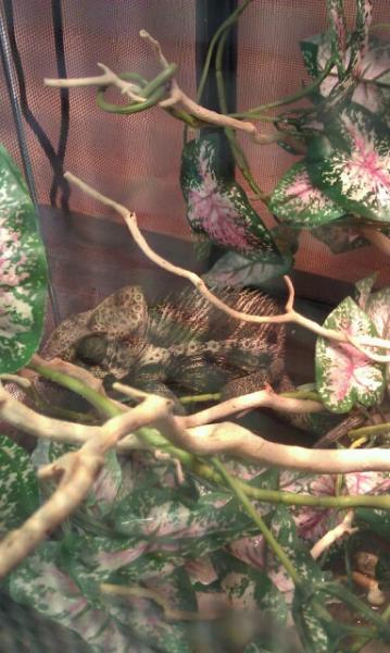 Giant Verrucosus Chameleon @ my lps $300