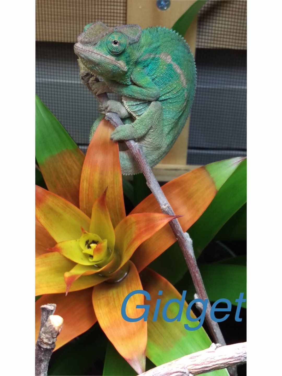 Gidget