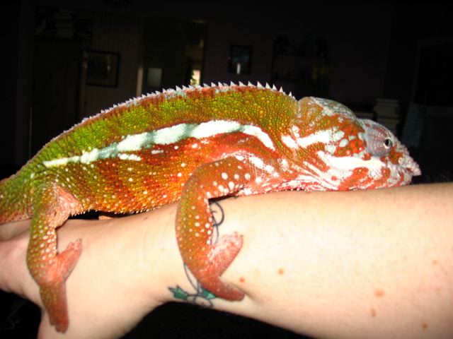 Giles A Year And A Half Old