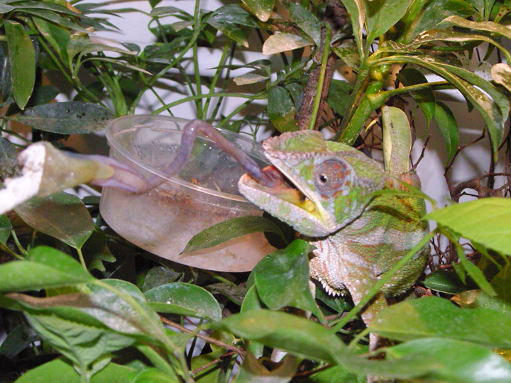 Giles grabbing a silkworm