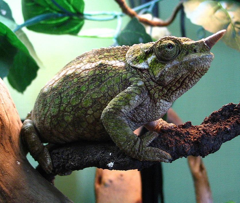 Ginger the Werners female