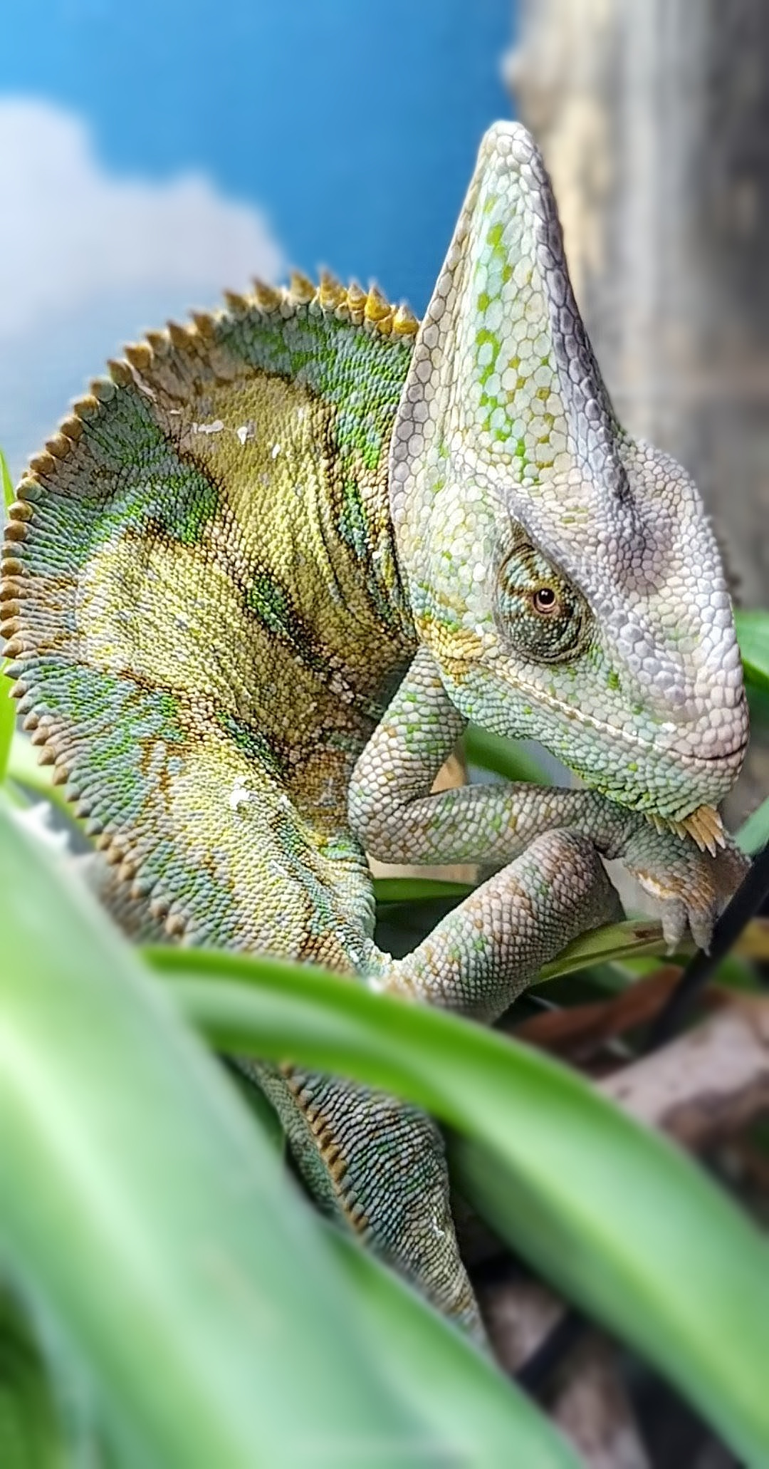 Give me demure, give me innocent