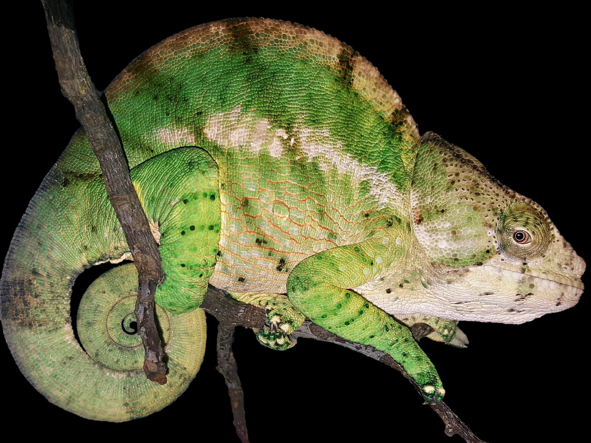 Globi Globi Globi can't you see