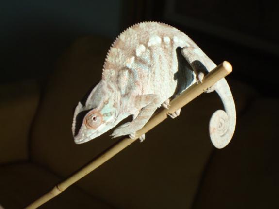 Go Go Yubari nosy be female screamers 
6 months