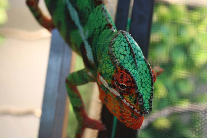 Goblin The Great Escape!