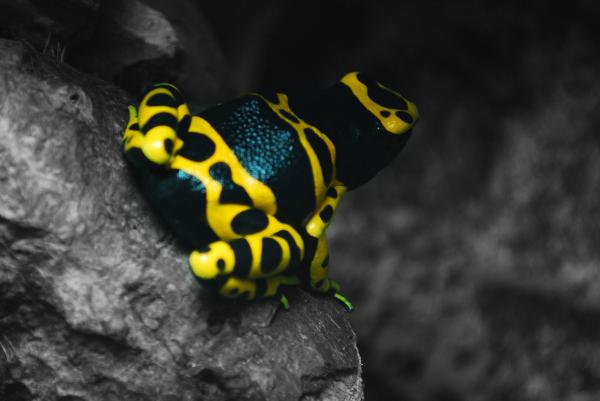 Goggles
Dendrobates leucomelas 'guyana yellow'