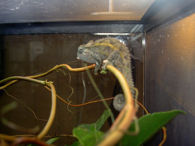 Goggles Starting Shed