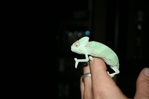 going from the purchase/travel cont to his new home, the first time i held the little guy

download nov12010 087