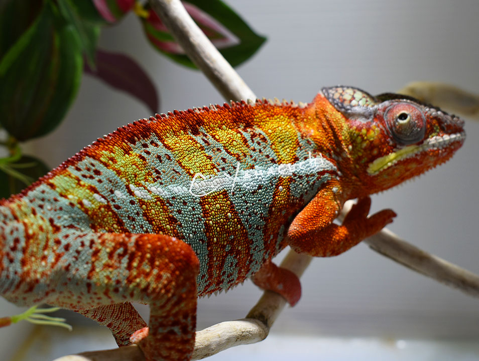 Golden Boy. More Orange body Blue bar than red!