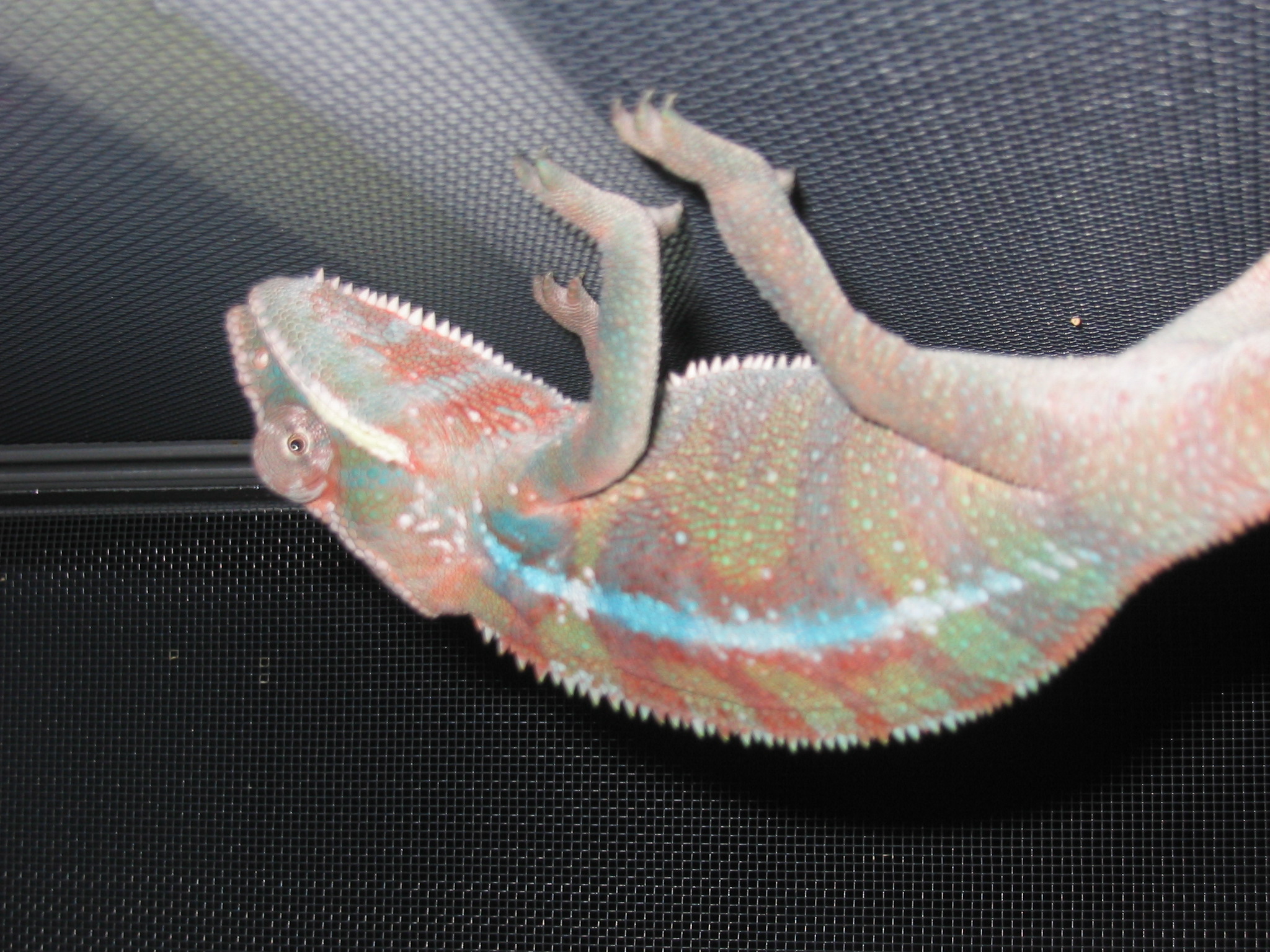 Goliathjusthangingout