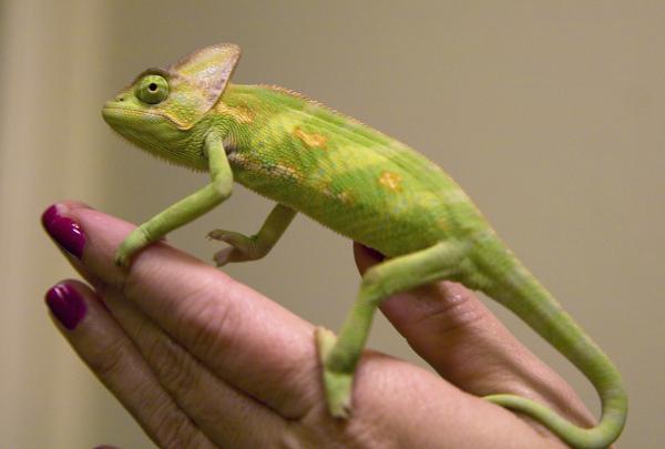 Gomez - high yellow male
(december 2010)