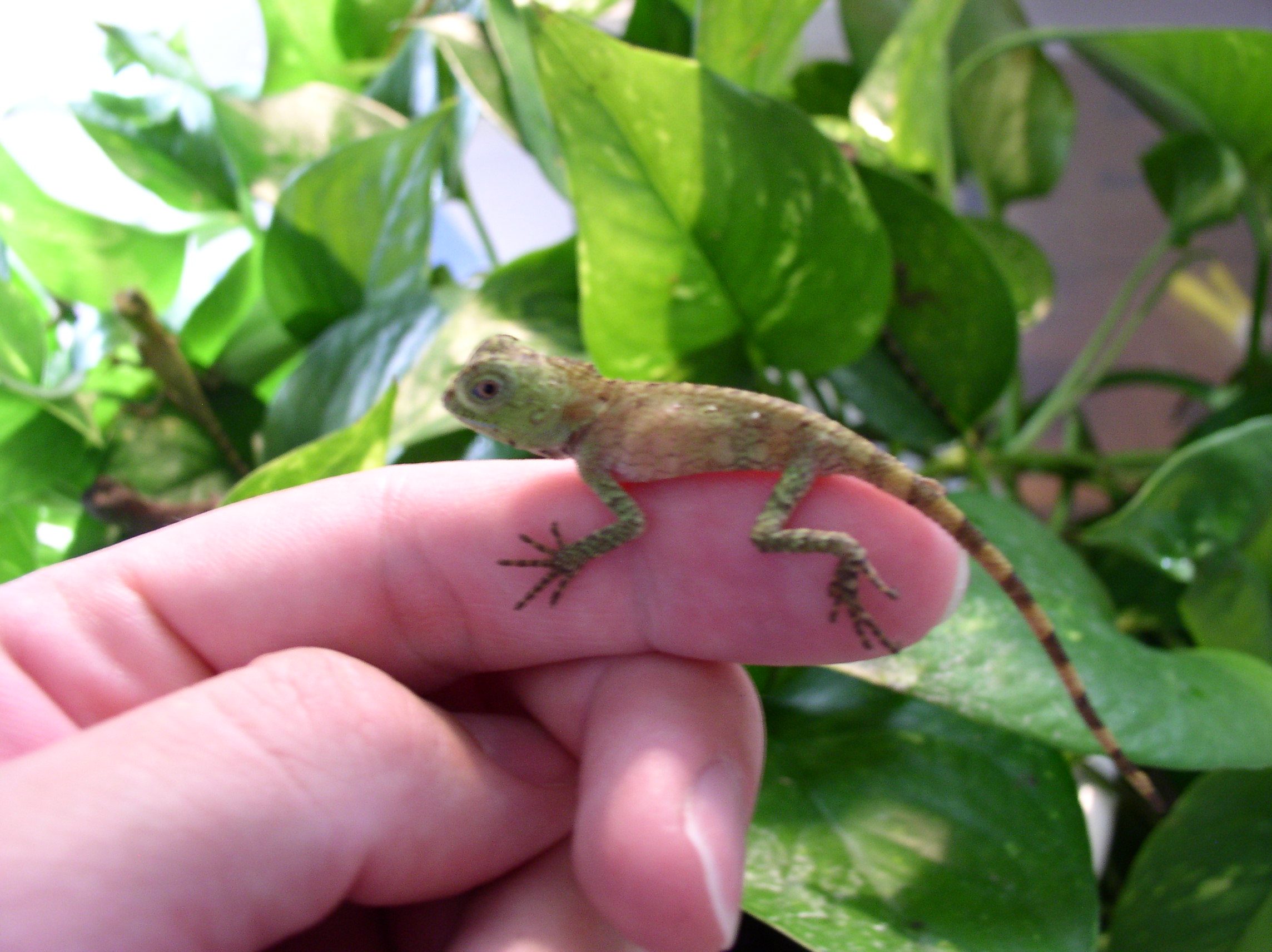 Gonocephalus Chamaeleontinus