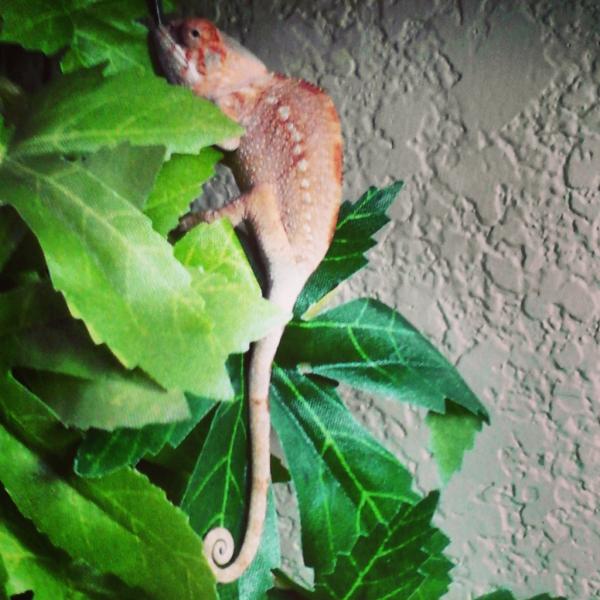 Good morning from Harlequin Opal, my new addition and very first chameleon!