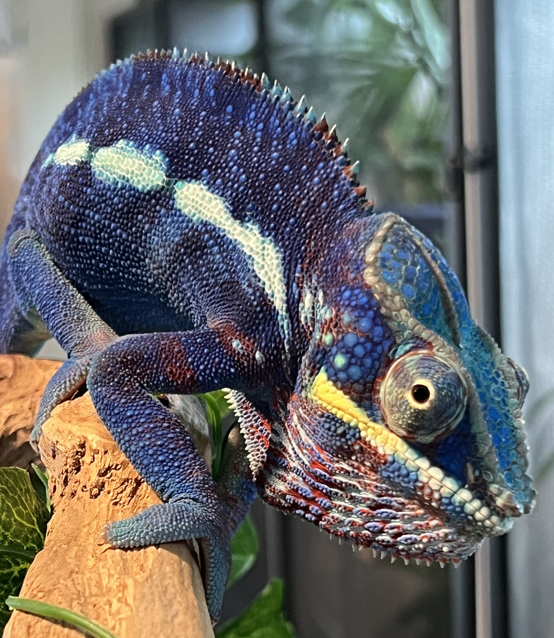 Goodwin…in all his glory!