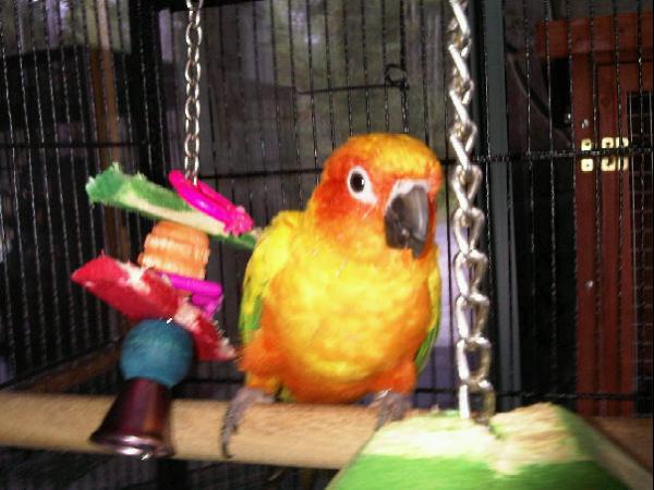 Goomer the conure