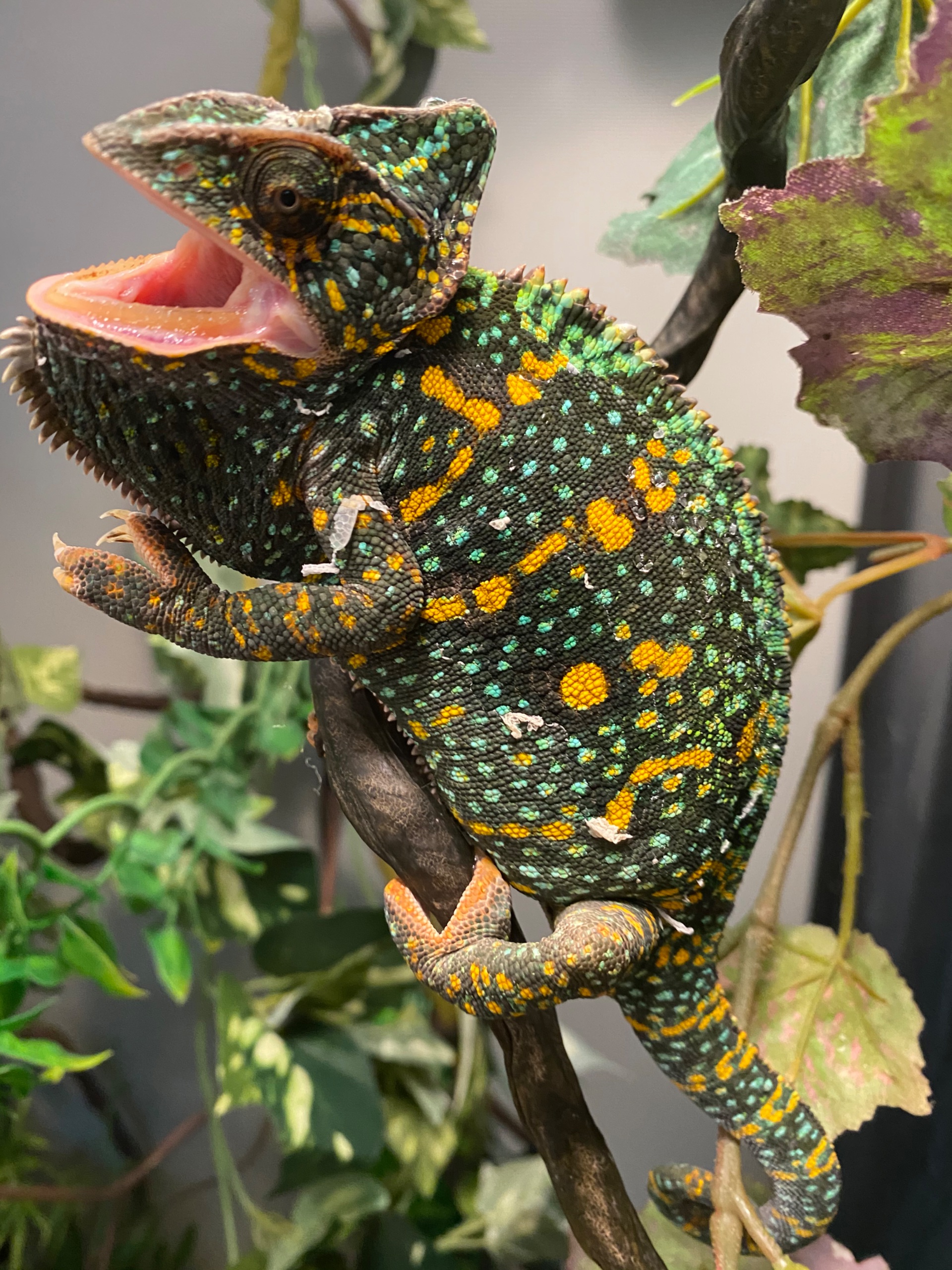 Gorgeous colors