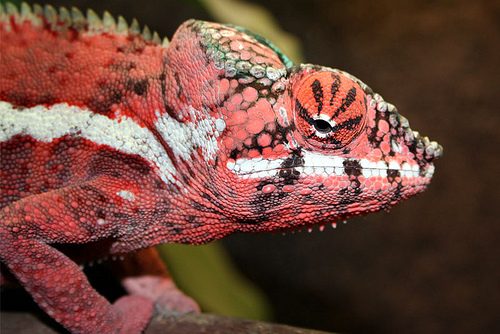 Gorgeous Pink Panther Ankaramy.