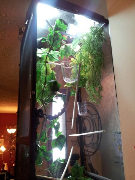 got compact bulbs and heat lamp up top and a 18" T8 tube on the side, all reptisun uvb 5.0 tropical. it hold a steady 70% throuthout