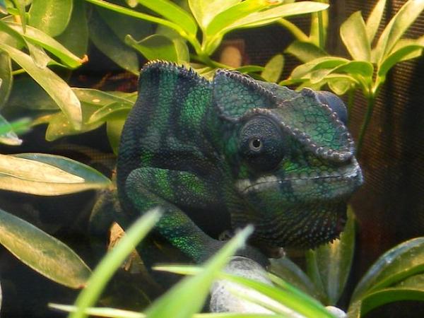 Got his Green outfit on today~