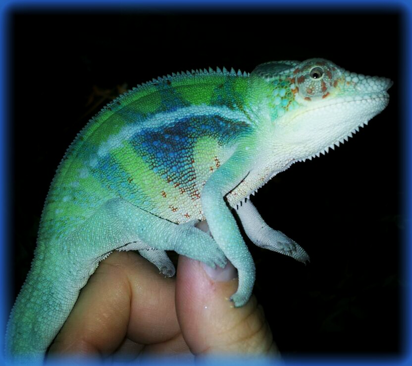 Got My Colors!
