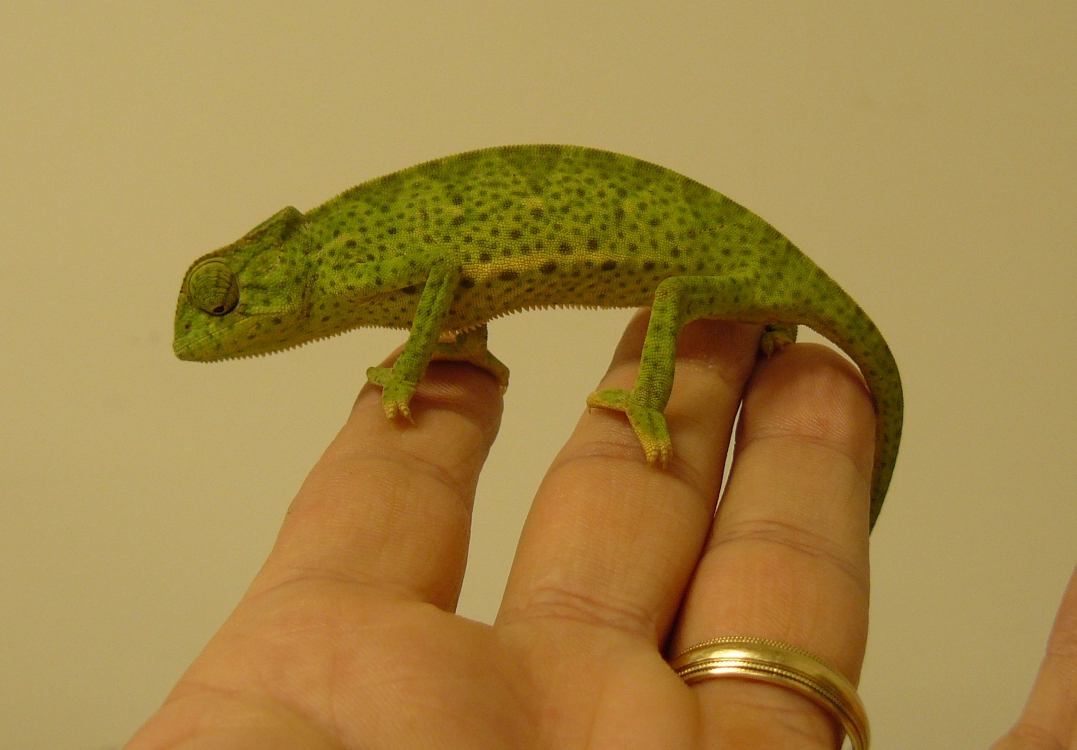 Graceful Chameleon 1