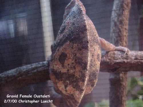 Gravid C. oustaleti