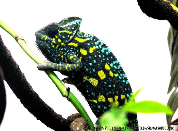 gravid coloration day of laying first clutch