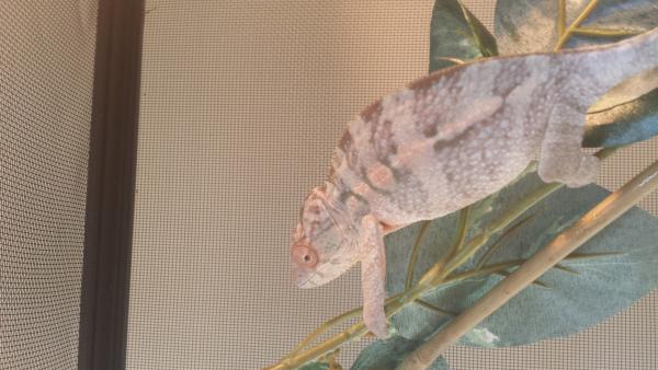 Gravid colors?