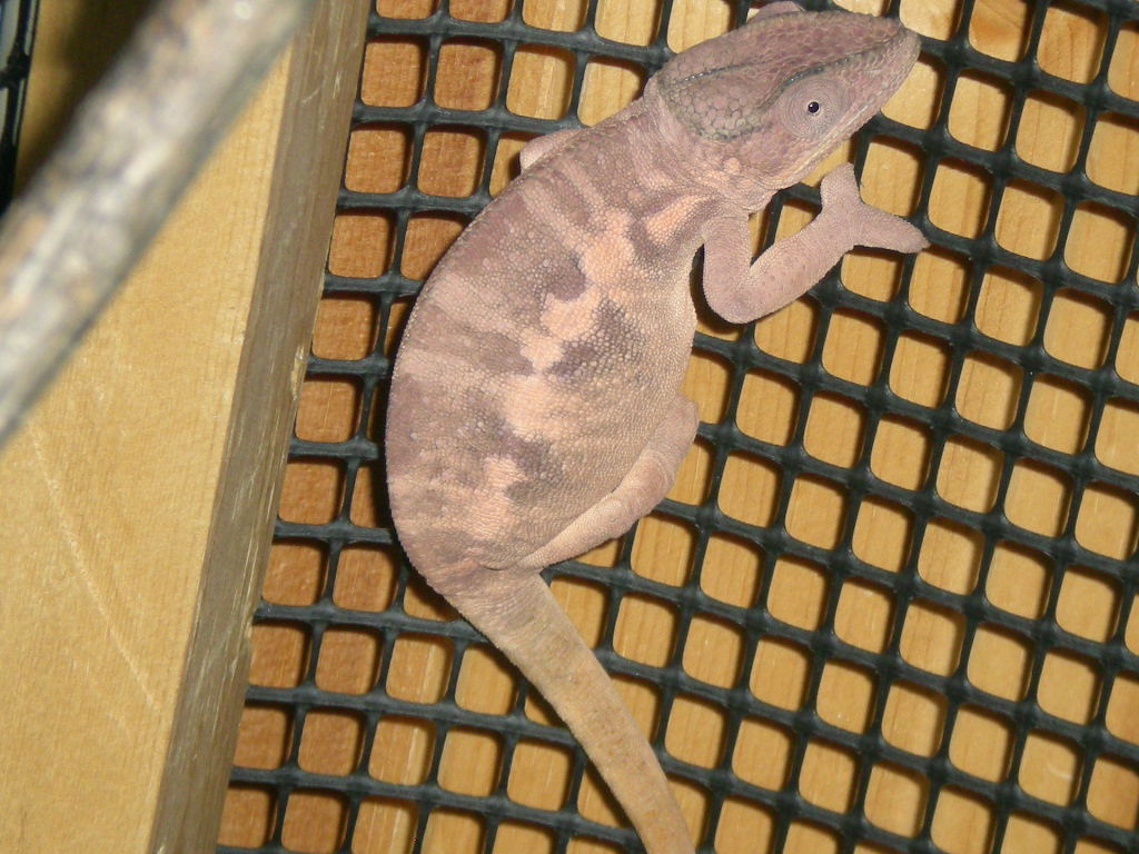 Gravid Female About To Pop