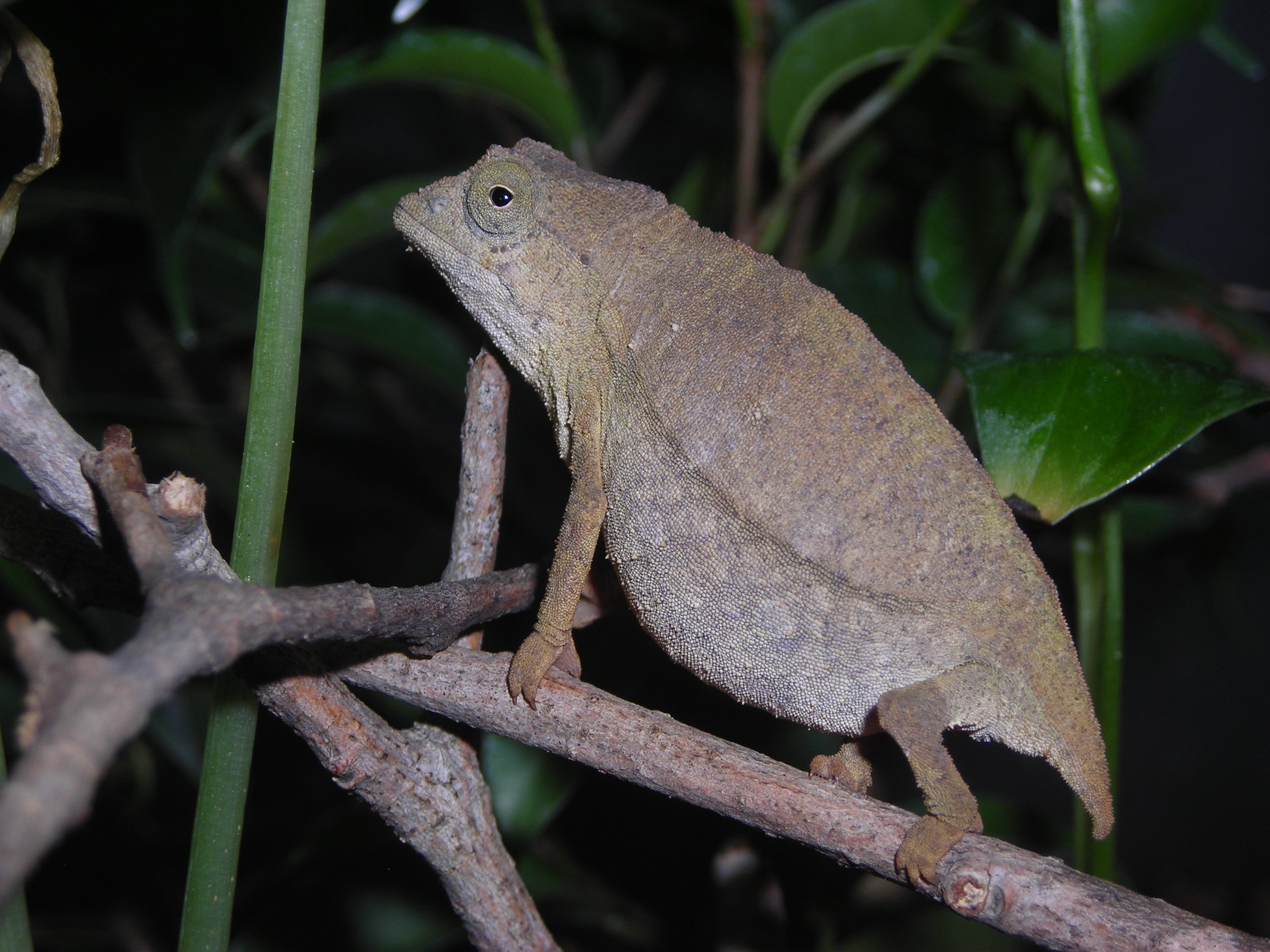 Gravid Female Brev