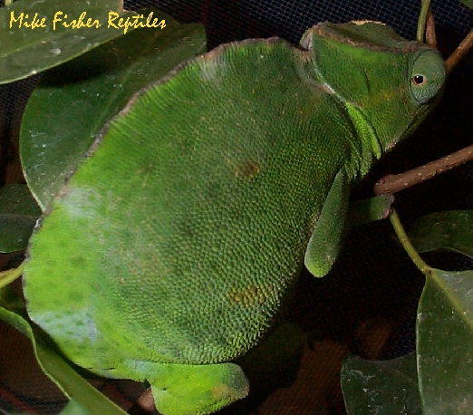 Gravid Female Deremensis