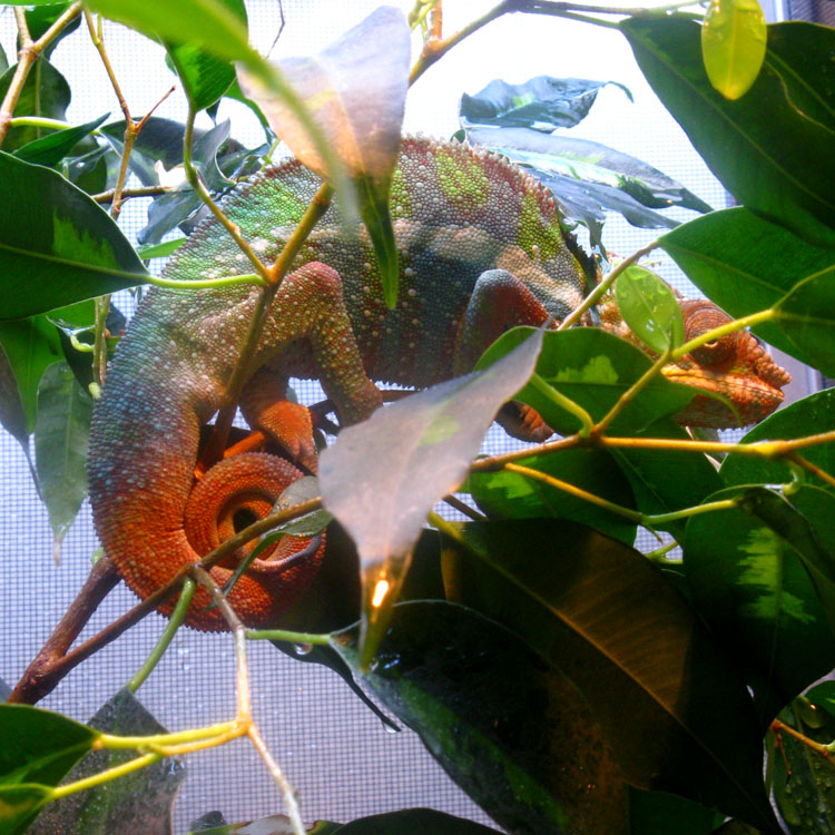 Great Colors For Age