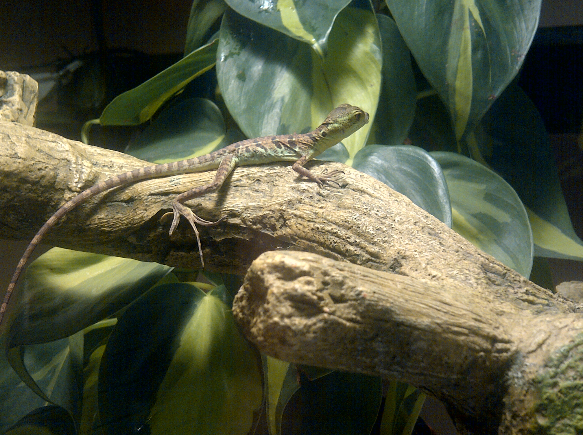 Green Basilisk