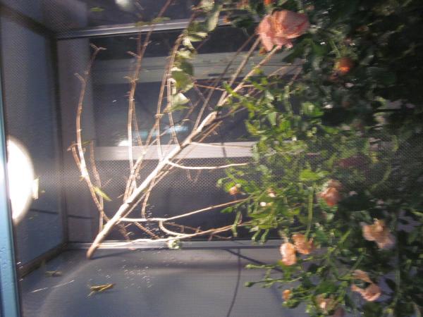 Green Bird Screen Cage