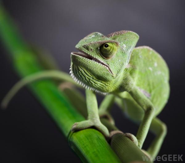 green chameleon  HEY MAN. WHAT'S UP