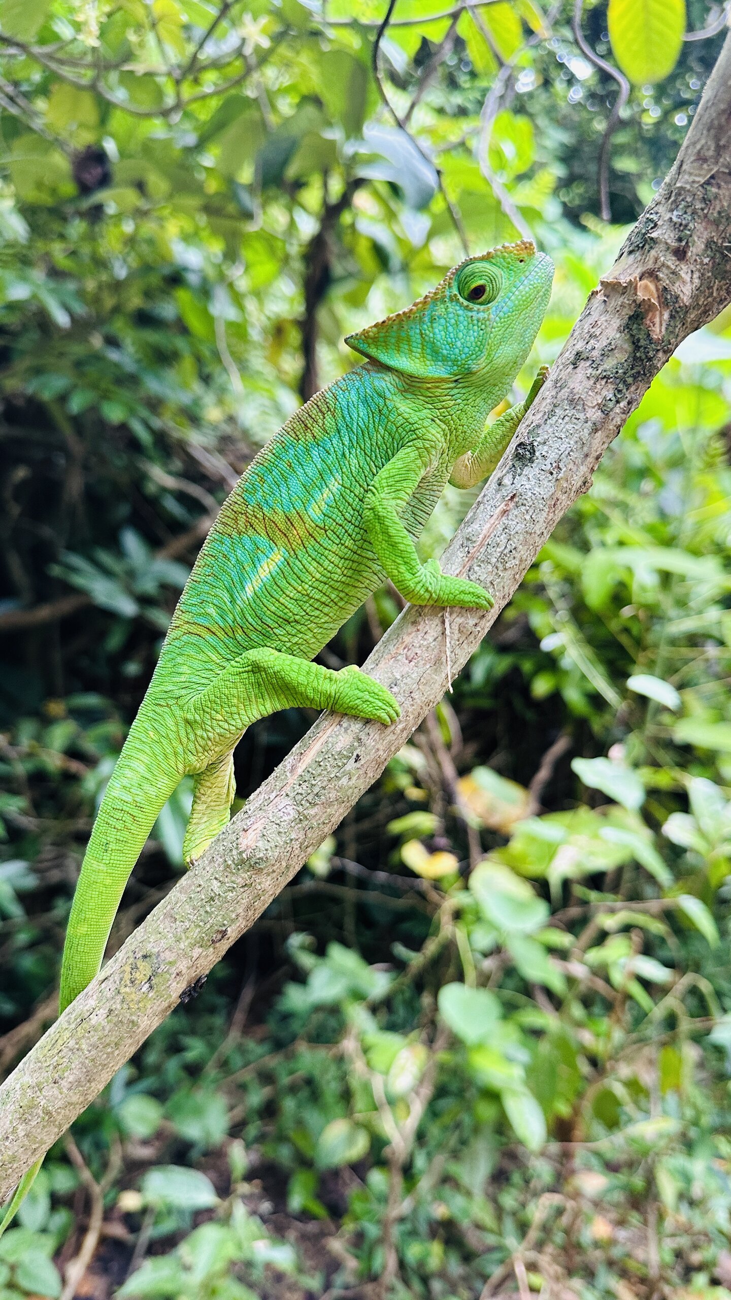 Green Giant Parson’s