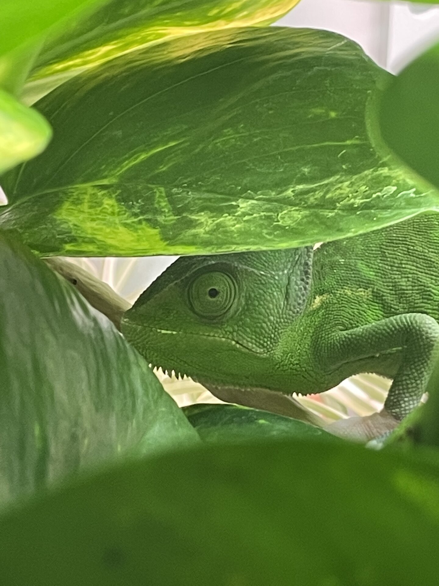 Green, green and oh! A chameleon!