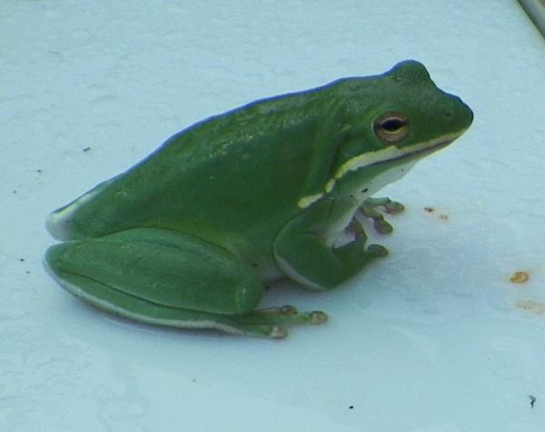 Green Treefrog 3 23 12